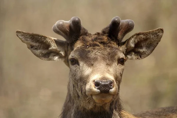 Red Deer Cervus Elaphus Lueerwald Rhénanie Nord Westphalie Allemagne Europe — Photo