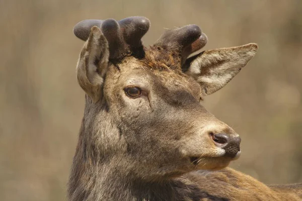 Red Deer Cervus Elaphus Lueerwald North Rhine Westphalia Germany Europe — 스톡 사진