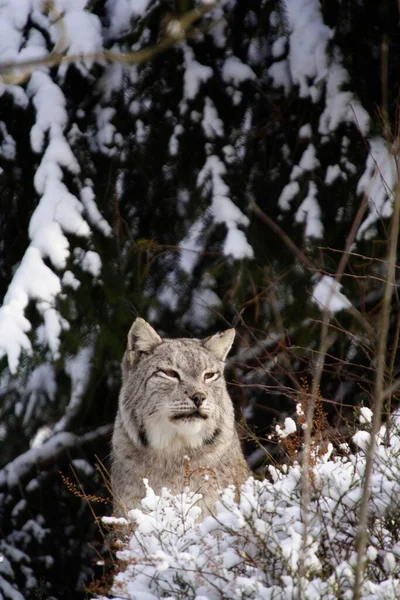 Ryś Eurazjatycki Lynx Lynx Śniegu Niewoli Nadrenia Północna Westfalia Niemcy — Zdjęcie stockowe