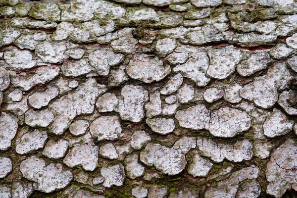 Texture Ecorce Pin Noir Pinus Nigra Lueerwald Forêt Luer Sauerland — Photo