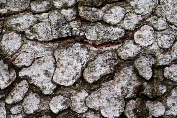 Texture European Black Pine Pinus Nigra Bark Lueerwald Luer Forest — 图库照片