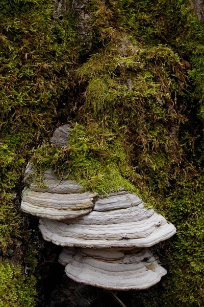 Moss Bracket Fungus Tree Fungus Lueerwald Forest Sauerland North Rhine — 图库照片
