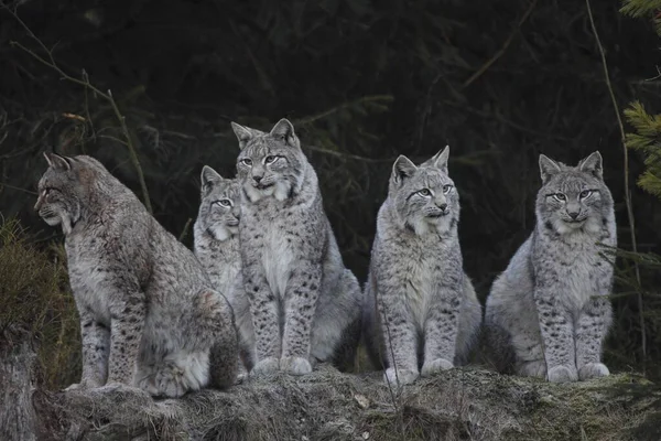 Família Lynx Lynx Lynx — Fotografia de Stock