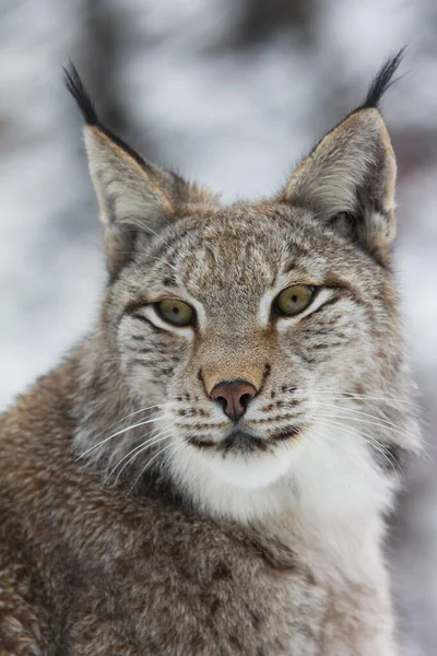 Ryś Eurazjatycki Lynx Lynx Portret Niewolnik Arnsberger Wald Sauerland Nadrenia — Zdjęcie stockowe