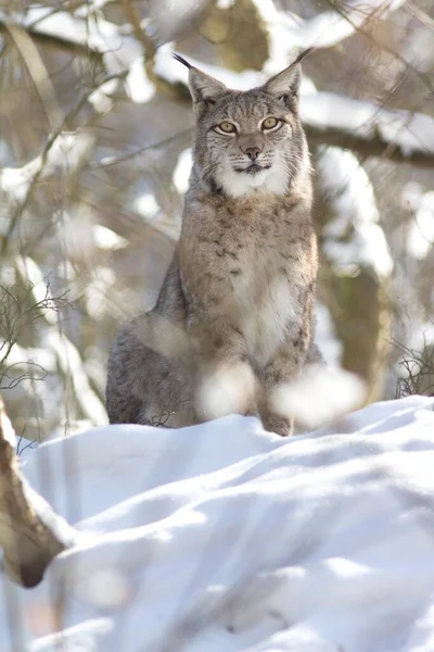 Lynx Lynx Lynx Snow Arnsberger Wald Sauerland North Rhine Westphalia — Stock Photo, Image