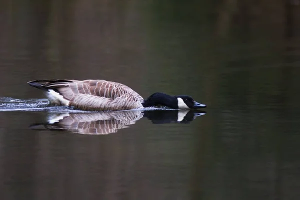 Canada Goose Branta Canadensis Відображає Загрозливу Поведінку Naturpark Arnsberger Wald — стокове фото