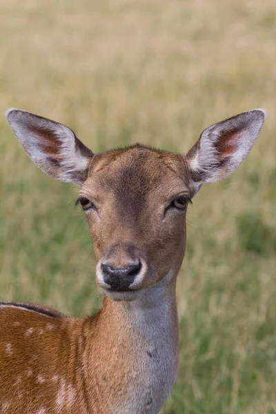 Fallow Deer Dama Dama Skandinav Dyrepark Veya Skandinav Vahşi Yaşam — Stok fotoğraf