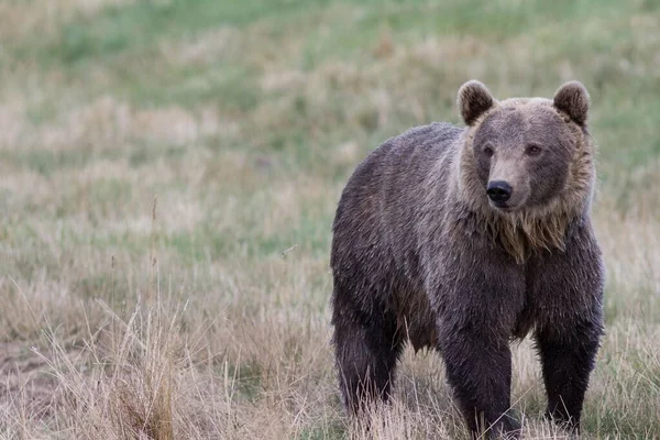 Бурый Медведь Ursus Arctos Директивном Парке Парке Дикой Природы Скандинавии — стоковое фото