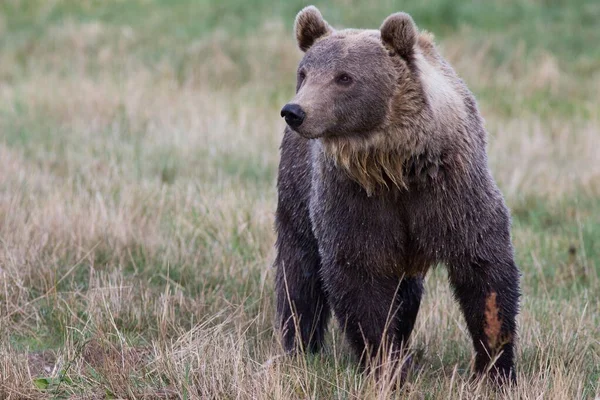 Brown Bear Ursus Arctos Skandinavisk Dyrepark Або Scandinavian Wildlife Park — стокове фото