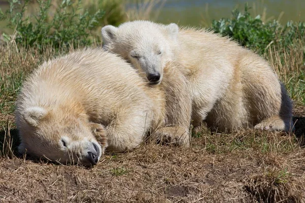 Niedźwiedzie Polarne Ursus Maritimus Młode Skandinavisk Dyrepark Lub Scandinavian Wildlife — Zdjęcie stockowe
