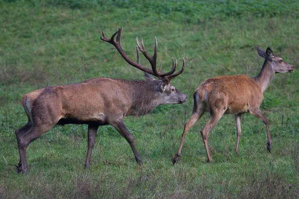 Red Deer Cervus Elaphus Rutting Behavior Arnsberg Forest North Rhine — Stock Photo, Image