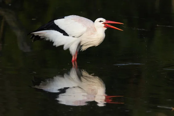 White Stork Ciconia Ciconia Αναζήτηση Τροφής Mnsterland Βόρεια Ρηνανία Βεστφαλία — Φωτογραφία Αρχείου