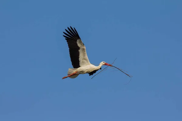 White Stork Ciconia Ciconia Flight Mnsterland North Rhine Westphalia Germany — 图库照片