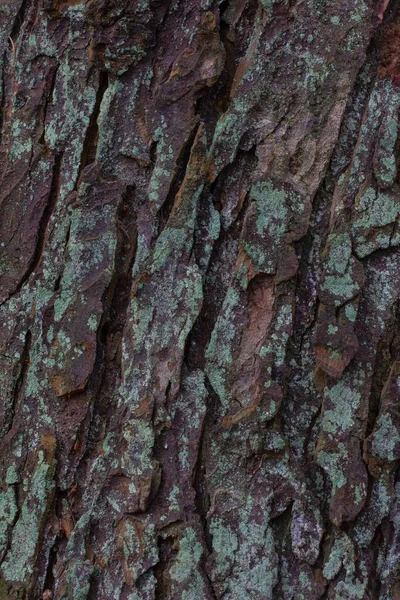 Lichen Casca Árvore Alemanha Europa — Fotografia de Stock