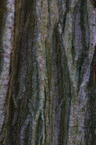 Мідь Мідь Або Пурпуровий Буряк Fagus Sylvatica Purpurea Гавкіт Німеччина — стокове фото