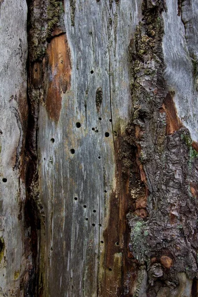 Bois Mort Avec Marques Griffes Insectes Trous Dans Bois Allemagne — Photo