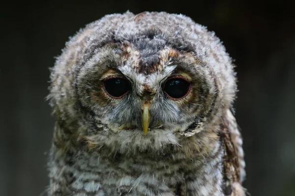 Young Tawny Owl Strix Aluco Αιχμάλωτος Δάσος Lerwald Sauerland Βόρεια — Φωτογραφία Αρχείου