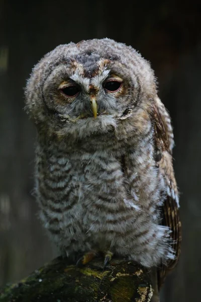 Fiatal Tawny Owl Strix Aluco Fogoly Lerwald Erdő Sauerland Észak — Stock Fotó
