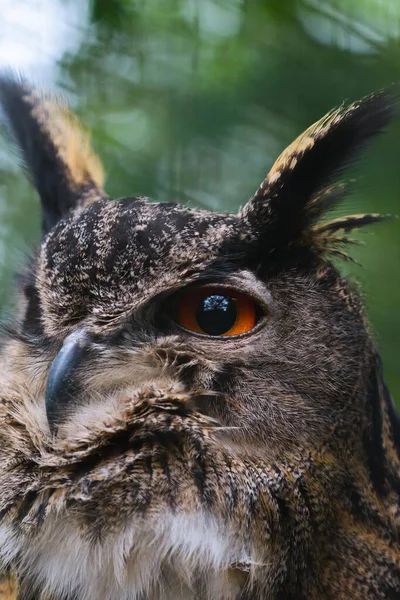 Eurasian Eagle Owl Bubo Bubo Retrato Cativeiro Arnsberg Forest Sauerland — Fotografia de Stock