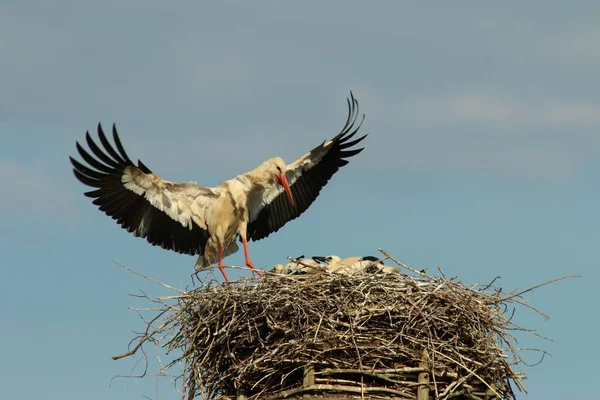 White Stork Ciconia Ciconia Approaching Its Nest Minden Lbbecke District — Stock Photo, Image