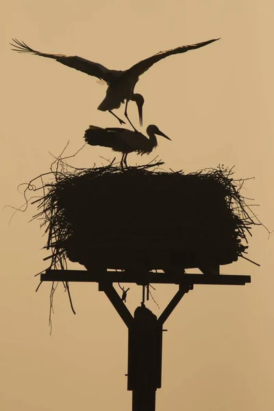 Witte Ooievaars Ciconia Ciconia Paartje Bij Hun Nest Vroege Ochtend — Stockfoto