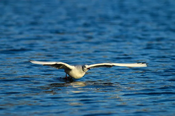 Mewa Czarnogłowa Chroicocephalus Ridibundus Lecąca Nad Wodą Jezioro Kemnade Witten — Zdjęcie stockowe