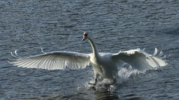 Προσγείωση Mute Swan Cygnus Olor Kemnade Witten Βόρεια Ρηνανία Βεστφαλία — Φωτογραφία Αρχείου