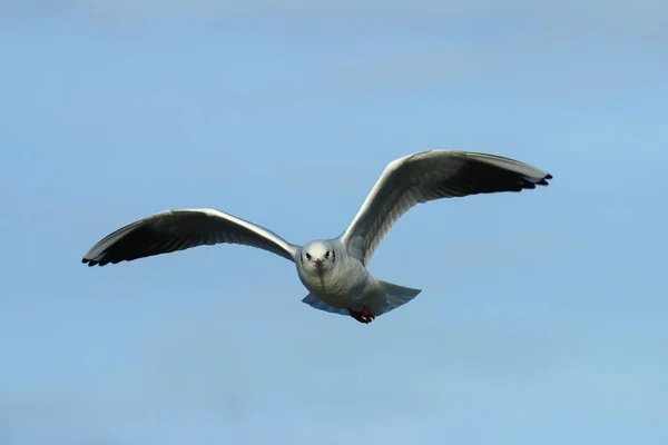 Black Headed Gull Chroicocephalus Ridibundus Flight Kemnade Witten North Rhine — Stock Photo, Image