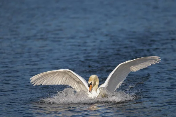 Mute Swan Cygnus Olor Lands Water Lake Kemnade North Rhine — 图库照片