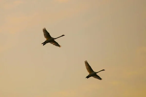 欧洲北莱茵 威斯特法伦州凯姆纳德 清晨天空中的两只沉默天鹅 天鹅绒色 — 图库照片