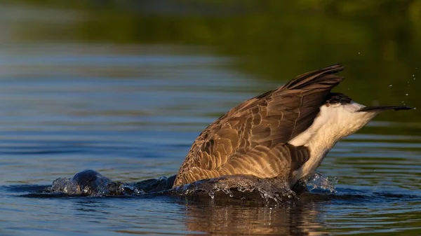 Канада Goose Branta Cancissis Купание Головой Водой Kemnade Виттен Северный — стоковое фото