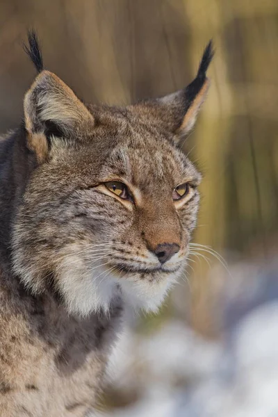 Linho Eurásia Lynx Lynx Retrato Cativeiro Renânia Norte Vestefália Alemanha — Fotografia de Stock