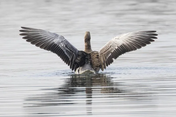 Greylag Goose Anser Anser Water Rear View Spread Wings Hesse — Stock Photo, Image
