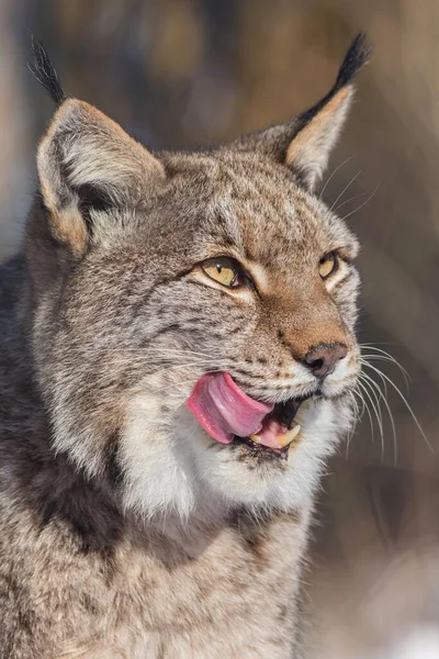 Ryś Eurazjatycki Lynx Lynx Portret Lizanie Ust Niewolnik Nadrenia Północna — Zdjęcie stockowe