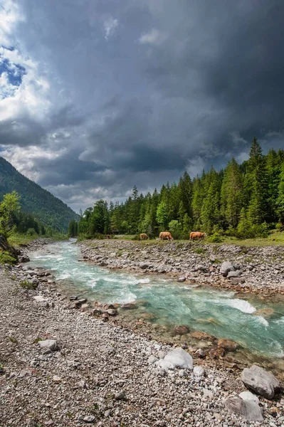 Grazing Cows Ribach Creek Thunderstorm Atmosphere Ribach Valley Karwendel Natural — Stock Photo, Image