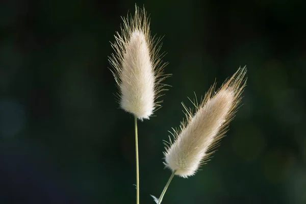 Hares Tail Grass Lagurus Ovatus Ile Rousse Córsega França Europa — Fotografia de Stock