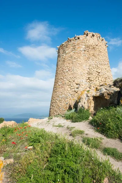 Генуэзская Башня Остров Русе Корсика Фелиния — стоковое фото