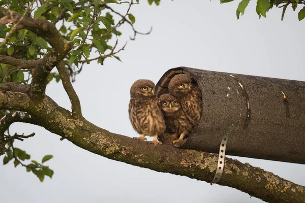 Young Little Owls Athene Noctua Sitting Nistrhre Emsland Lower Saxony — Stock Photo, Image