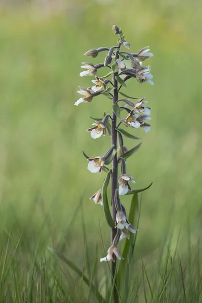 Marsh Helleborine Epipactis Palustris Emsland Lower Saxony Germany Europe — 스톡 사진