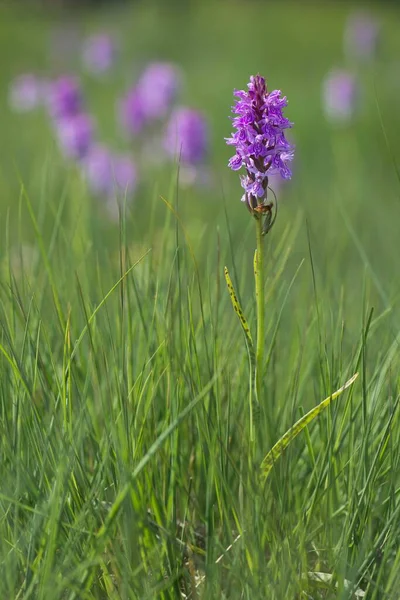 Orchidea Plamista Dactylorhiza Maculata Emsland Dolna Saksonia Niemcy Europa — Zdjęcie stockowe
