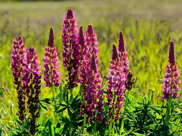 Pink Flowering Lupins Lupinus Torres Del Paine National Park Province — 图库照片