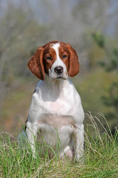 アイルランドの赤と白のセッター 子犬は牧草地に座って — ストック写真