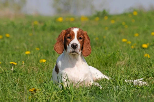 爱尔兰红白相间 花草场里的小狗 — 图库照片