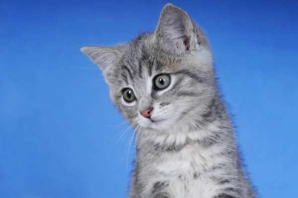 Kociak Makrela Tygodni — Zdjęcie stockowe