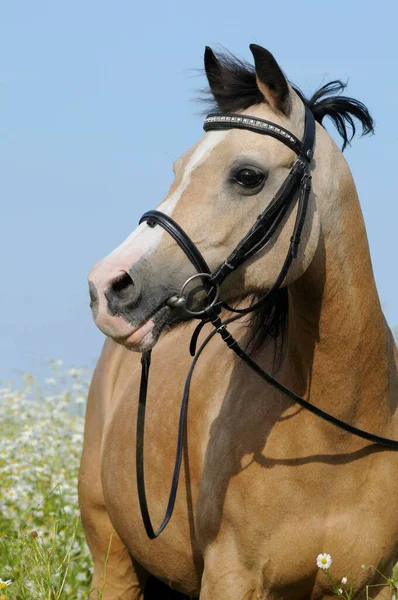 Galés Pony Palomino Mare Retrato Animales —  Fotos de Stock