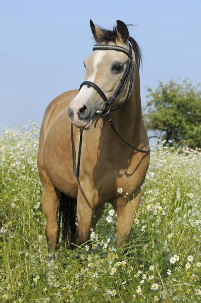 Welsh Pony Palomino Mare Stands Flower Meadow Daisies — Fotografia de Stock