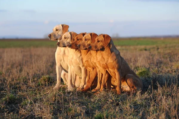 Labrador Retriever Yellow Bitches Males Sitting Next Each Other Meadow — Stock Photo, Image
