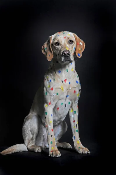 Labrador Retriever Bitch Painted Spots Sitting — Photo