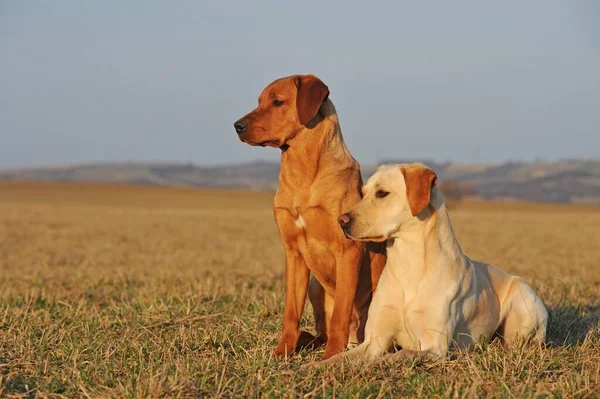 Labrador Retriever Amarelo Dois Machos Sentados Lado Outro Prado — Fotografia de Stock