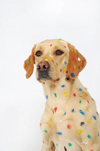 Labrador Retriever Bitch Painted Color Spots Animal Portrait — Zdjęcie stockowe